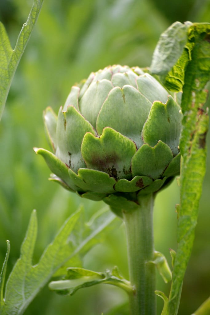cardoon